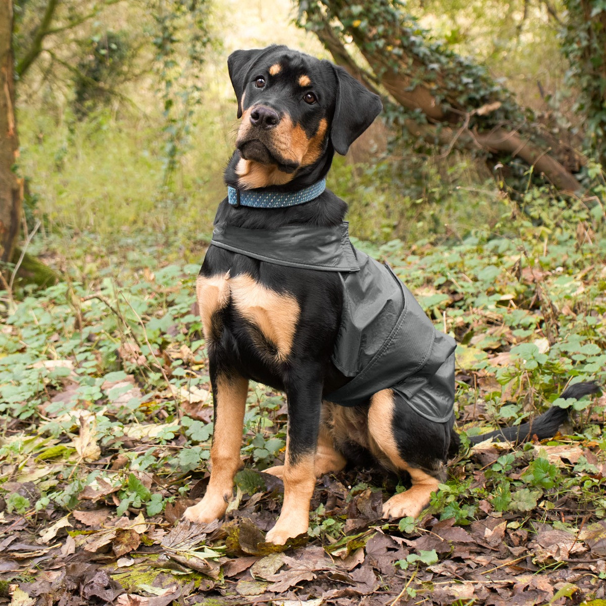 OHS Dog Water Resistant Jacket - Charcoal>