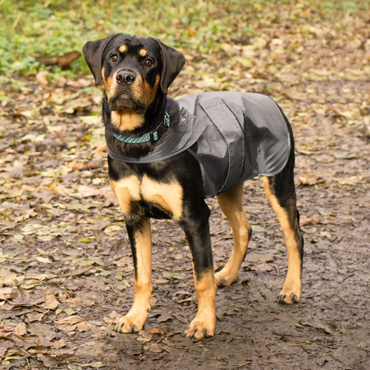 OHS Dog Water Resistant Jacket - Charcoal>