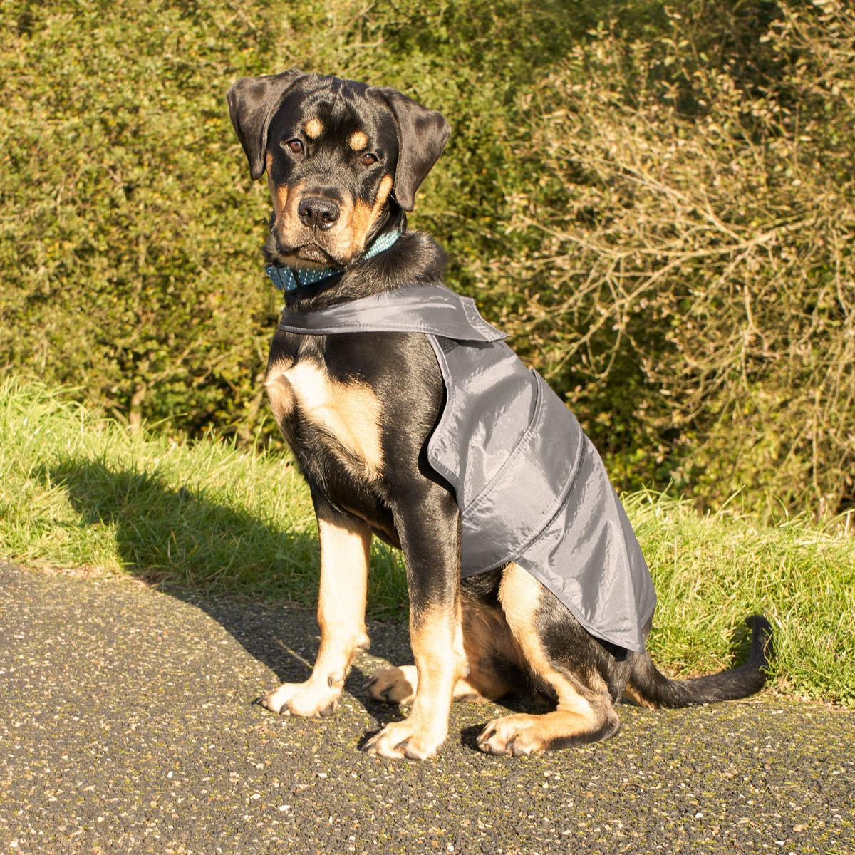 OHS Dog Water Resistant Jacket - Charcoal>